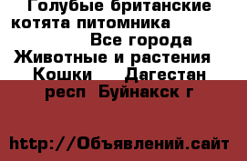 Голубые британские котята питомника Silvery Snow. - Все города Животные и растения » Кошки   . Дагестан респ.,Буйнакск г.